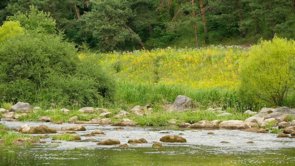Landscape Of The River With Stones And Plants