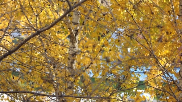 Branch With Yellow Leaves. Autumn Concept.
