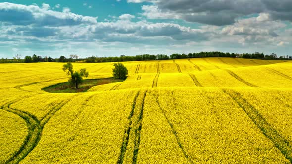 Blooming yellow rape fields from above in Poland