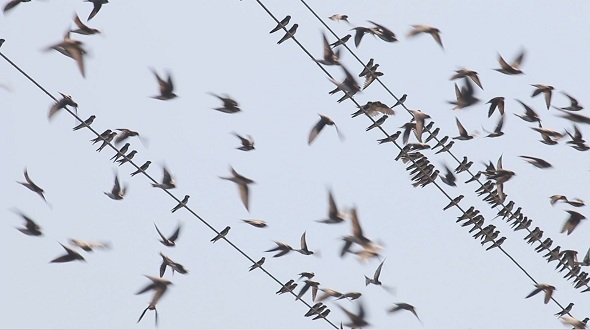 Swallows Fly and Sit on Electric Wires 2