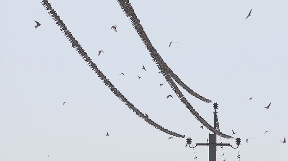 Swallows Fly and Sit on electric Wires 7