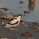 Pied Avocet Chick - VideoHive Item for Sale