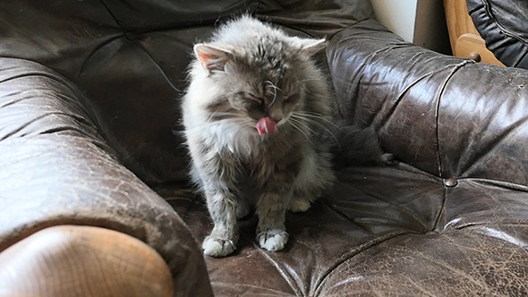 Grey Cat Licking Her Face