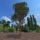 High detailed tree - 3DOcean Item for Sale