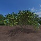 blue shrub - 3DOcean Item for Sale