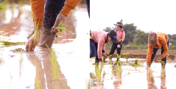 Farmers Plant Rice on Their Fields