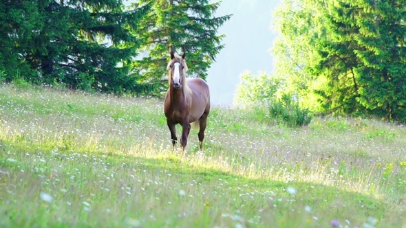 Horse Grazing in a Meadow