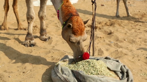 The Decorated Camel