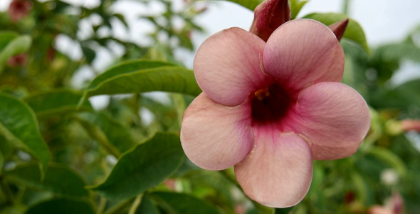 Pink Flower