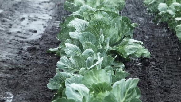 Field Irrigation Of Cabbage