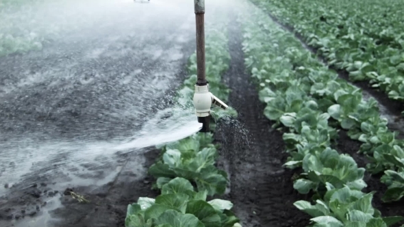 Field Irrigation Of Cabbage