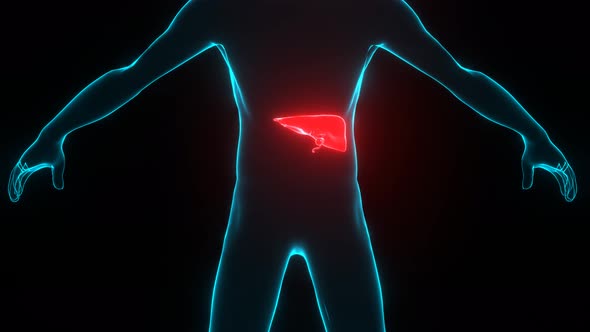 Human body with liver disease hologram.