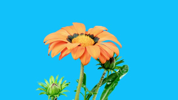 Orange Flower Gazania Blooming in Time Lapse on a Blue Background. Bright African Daisy Open Up
