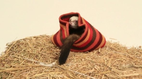 Ferret In A Hat