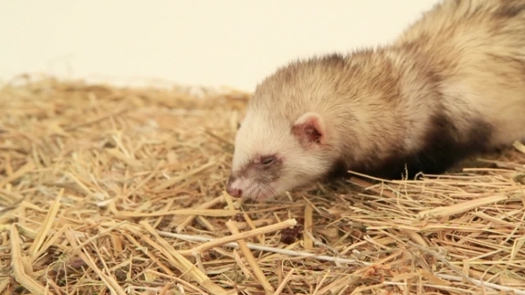 Polecat Eating