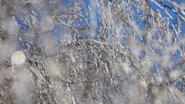 Tree Branches Freezed