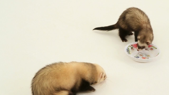 Ferrets Drinking Water