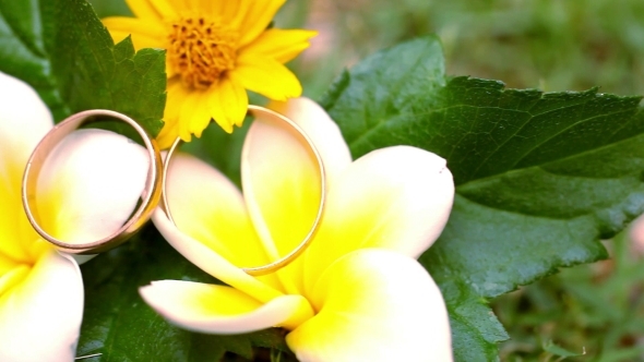 Wedding Gold Rings On The Thai Flowers