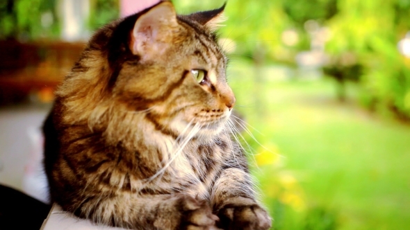 Maine Coon Cat 