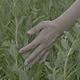 Hand Touching Green Grass - VideoHive Item for Sale
