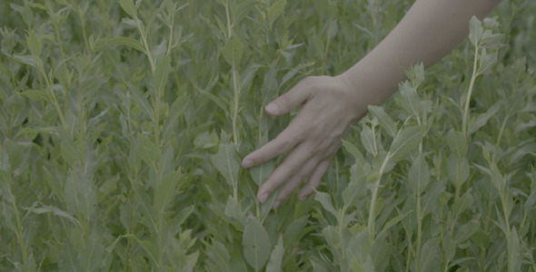 Hand Touching Green Grass