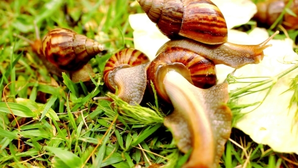 Many Crawling, Loving And Eating Snails