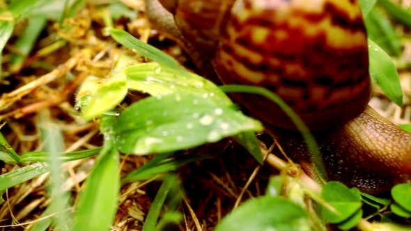 Many Crawling, Loving And Eating Snails