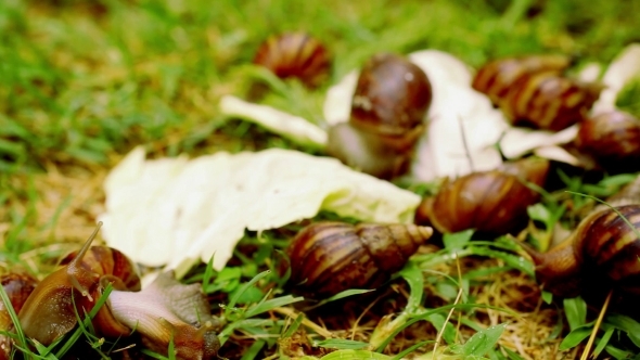 Many Crawling, Loving And Eating Snails