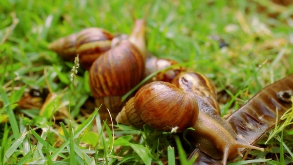 Many Crawling, Loving And Eating Snails