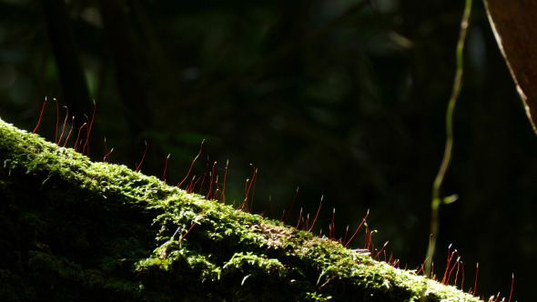 Moss Forest