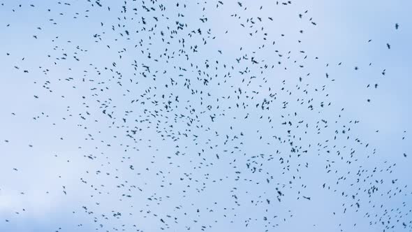 There Are A Lot Of Birds In The Sky, A Flock Of Crows Is Circling In The Sky, A Flock Of Black Birds