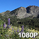 High Mountain Wildflowers - VideoHive Item for Sale