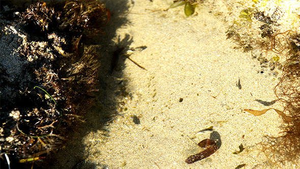 Small Fish in Puddle