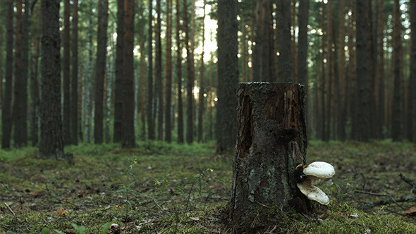 Stump with Mushrooms in Pine Forest
