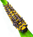 caterpillar - PhotoDune Item for Sale