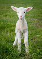 lamb3 - PhotoDune Item for Sale