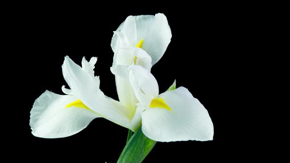 Time Lapse of Flowering White Iris on a Black Background Beautiful White Flower Video