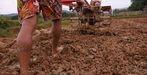 Man Using Plow In The Rice Field