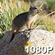 Ground Squirrel in Field of Flowers - VideoHive Item for Sale