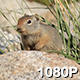 Baby Ground Squirrel - VideoHive Item for Sale