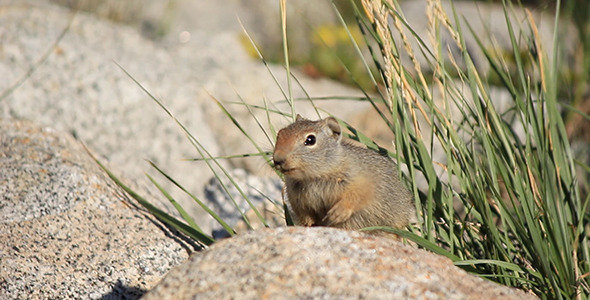 Baby Ground Squirrel