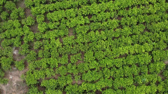 Aerial Footage of Tea Plantations in Sri Lanka