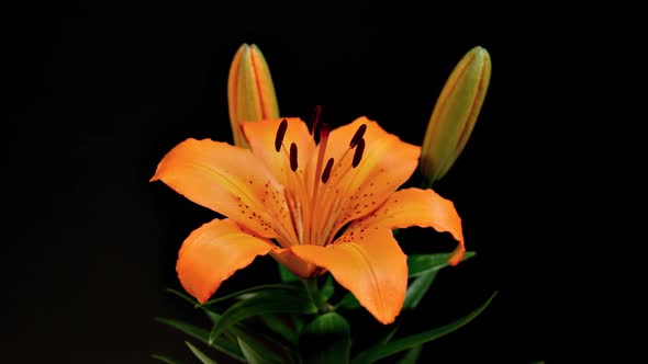 Time Lapse Lilies Flower Opening