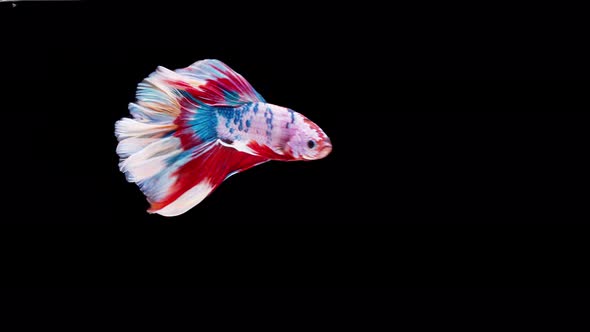 Slow motion of Siamese fighting fish (Betta splendens), well known name is Plakat Thai