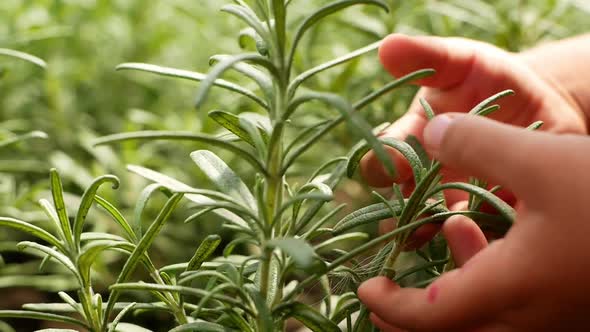 Rosemary. The child touches the rosemary sprouts with his hands in the garden.