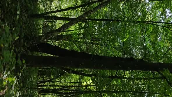 Vertical Video of a Forest with Trees in Ukraine