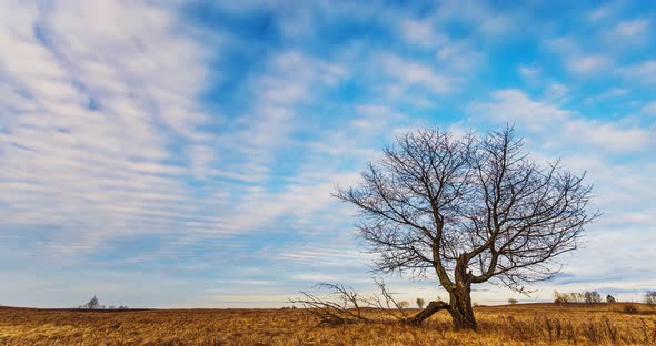 Clouds Moving Forward Over Field with a Tree