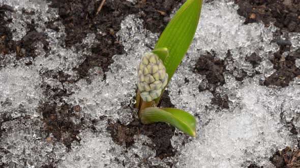 Muscari Flower From Under the Snow