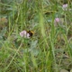 Bumblebee on Flower Crawling - VideoHive Item for Sale