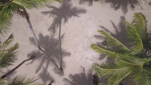 Drone Palms Caribbean